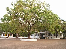 The University Cafeteria Cafetaria.jpg