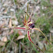 Caladenia brownii