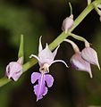 Calanthe puberula Japan - Takashima Shiga prefecture