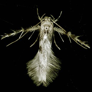 <i>Calicotis crucifera</i> Species of moth