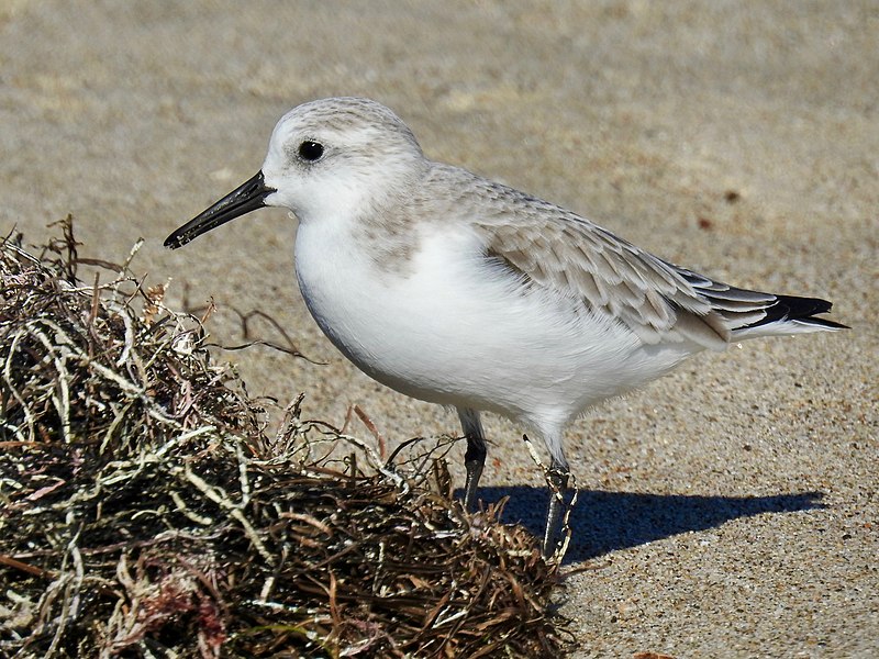 File:Calidris alba 106372387.jpg