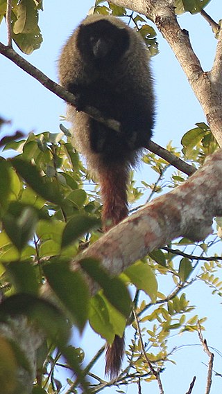 <span class="mw-page-title-main">Coimbra Filho's titi monkey</span> Species of New World monkey