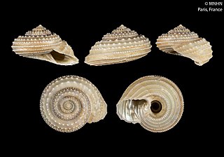 <i>Calliotropis pulvinaris</i> Species of gastropod