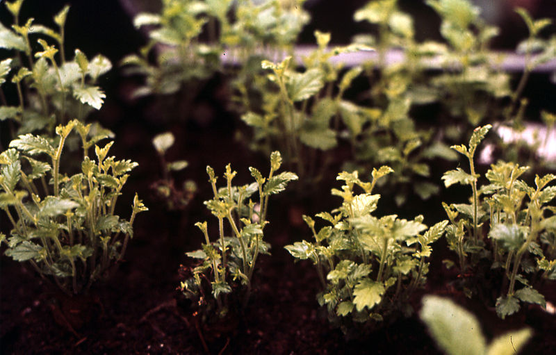 File:Callus cuttings of elm.jpg