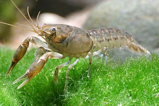 <i>Cambarellus shufeldtii</i> Species of crayfish