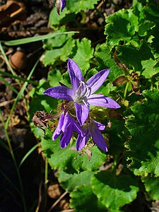 Campanula poscharskyana Flower