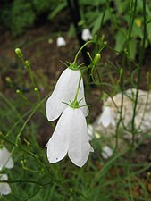Campanula rotundifolia var. alba (Alba = vit)