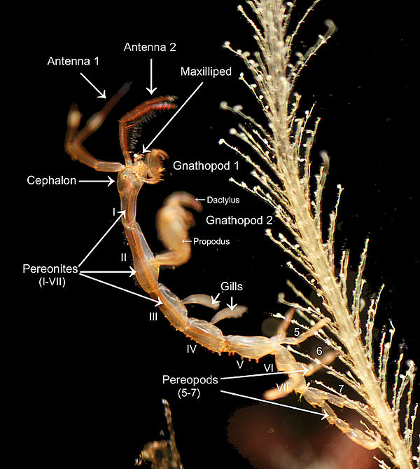 Morphology of a male skeleton shrimp, Caprella mutica