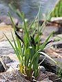 Carex acuta, syn. Carex gracilis, Turzyca zaostrzona, 2021-04-24