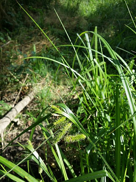 File:Carex pseudocyperus sl46.jpg