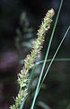 Carex vulpinoidea NRCS-1.jpg