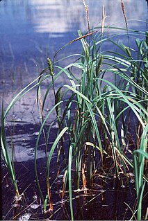 <i>Carex atherodes</i> Species of grass-like plant