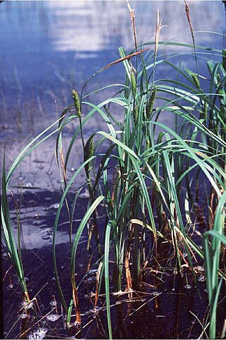 <i>Carex atherodes</i> Species of grass-like plant