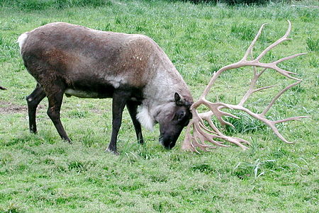 Tập_tin:Caribou_using_antlers.jpg