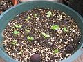 Carica papaya seedlings.jpg