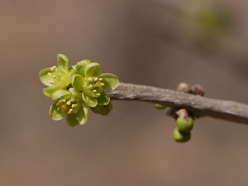 File:Casearia tomentosa (6850713952).jpg