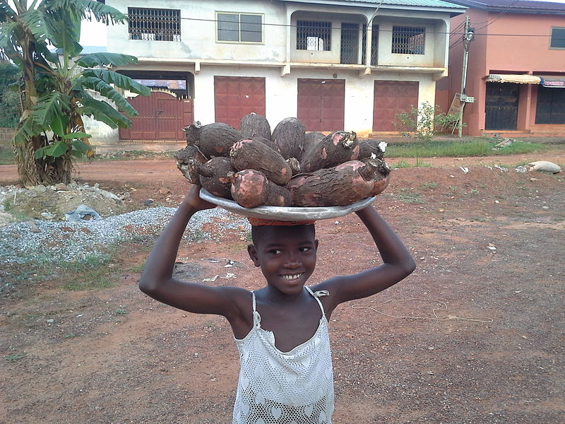 File:Cassava on sale.jpg