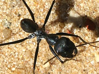 <i>Cataglyphis nigra</i> Species of ant