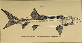 Chondrosteidae Extinct family of fishes
