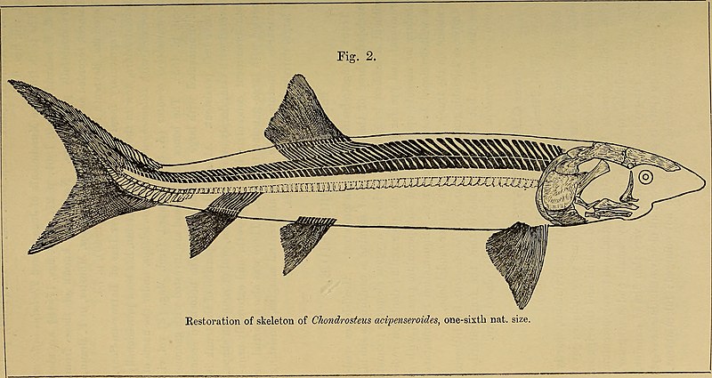 File:Catalogue of the fossil fishes in the British Museum (Natural History) (1889) (20393616949).jpg