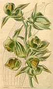 Catasetum viridiflavum