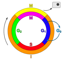 210px-Cell_Cycle_2.png#s-210,210