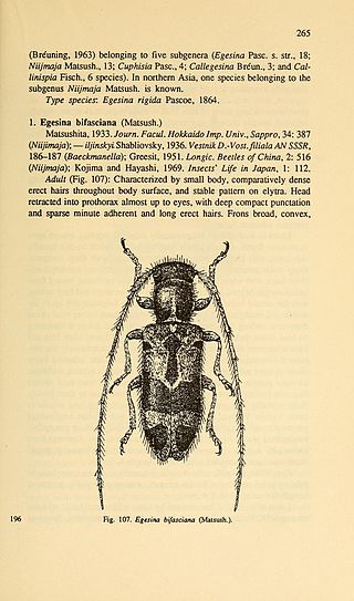 <i>Egesina</i> Genus of beetles