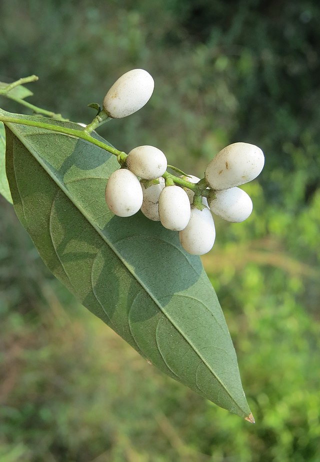 Cestrum nocturnum fruits 05.jpg