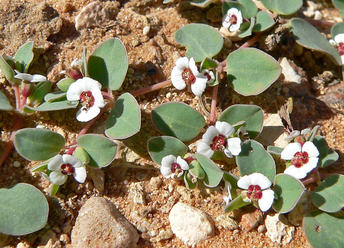 Euphorbia albomarginata