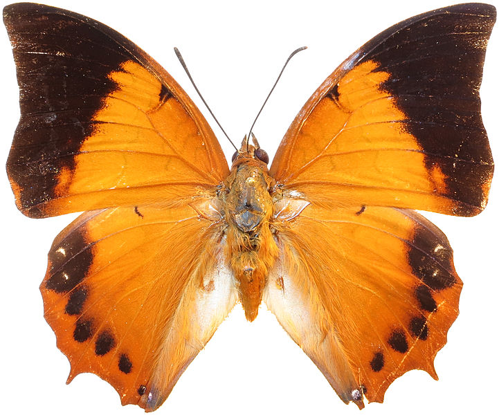 File:Charaxes bernardus mahawedi.jpg