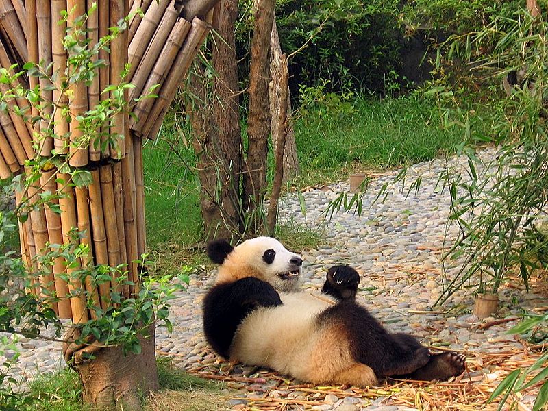 File:Chengdu-pandas-d12.jpg