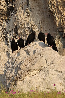 A family of newly fledged choughs and parents, Gogarth Nature Reserve Photograph: Timfy23