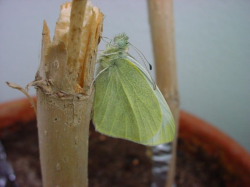 File:ChristianBauer Pieris rapae youngadult.jpg