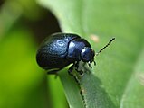 Chrysolina haemoptera der Wegerich Blattkäfer.