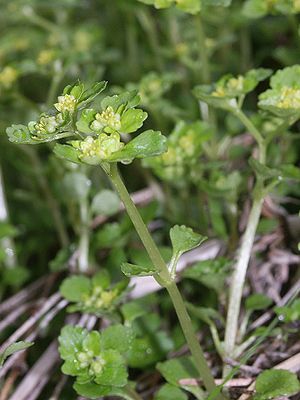 Naproti Milkwort (Chrysosplenium opozitifolium)