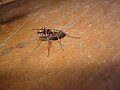 Cicindela campestris (ru:Скакун полевой) (en:Freen tiger beetle) (de:Feld-Sandlaufkäfer oder Feldsandläufer) (lv:Tīruma smilšvabole)