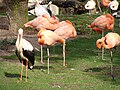 * Nomination Ciconia ciconia (white stork) and Phoenicopterus ruber (American flamingo) in the Zoo de Madrid, Spain. --Drow male 06:59, 26 April 2019 (UTC) * Decline Blown whites and strong off-center CAs. Is that fixable? --PtrQs 21:47, 26 April 2019 (UTC)  Comment I've tried it in DXO and the CAs on the bird at the left can be removed totally, but there seems to be no info in the very brightest highlights to help there. --Acabashi 09:53, 27 April 2019 (UTC)