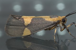 <i>Cisthene unifascia</i> Species of moth