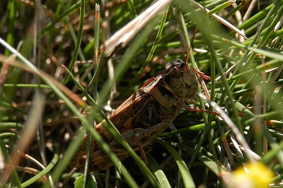 Grasshopper (Caelifera)