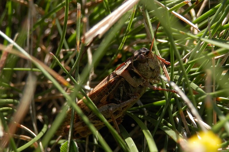 File:Clear-winged Grasshopper (Camnula pellucida) - Saskatoon, Saskatchewan 2014-09-07 (01).jpg
