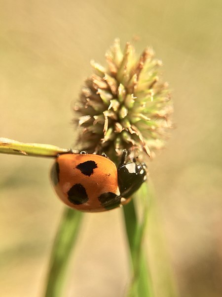 File:Coccinella septempunctata 106533799.jpg