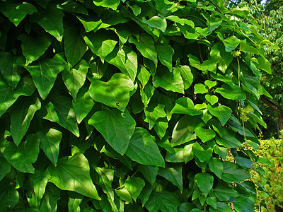 Cocculus orbiculatus Habitus