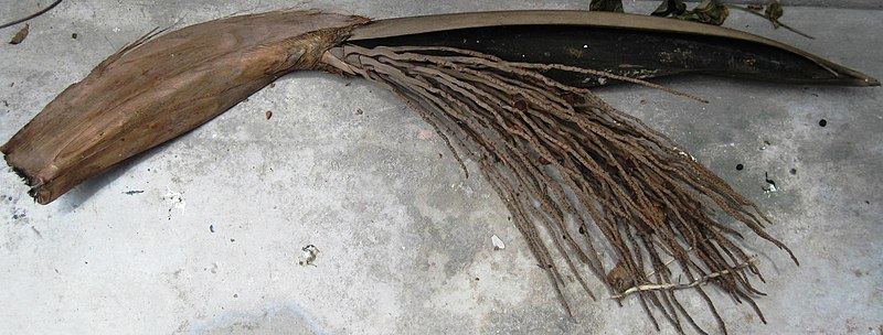 File:Coconut inflorescence (Dried).jpg