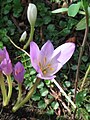 Colchicum speciosum close-up