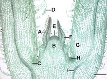 Microscopic view of a stem tip of a Coleus plant, showing leaf gaps (C) and leaf traces (I) of young leaves. Coleus stemtip L.jpg