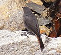 Female; Playa de Cabanas, La Coruña, Spain