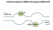 The collision model for paternal UBE3A silencing via the UBE3A-ATS Collisionmodel.jpg