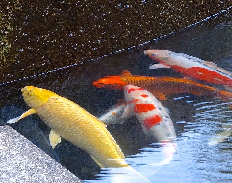 File:Colorful carps in fountain of Osu Park - 2.jpg