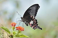Ortak Mormon Papilio polytes Dişi romulus formu Dr. Raju Kasambe DSC 8444 01.jpg