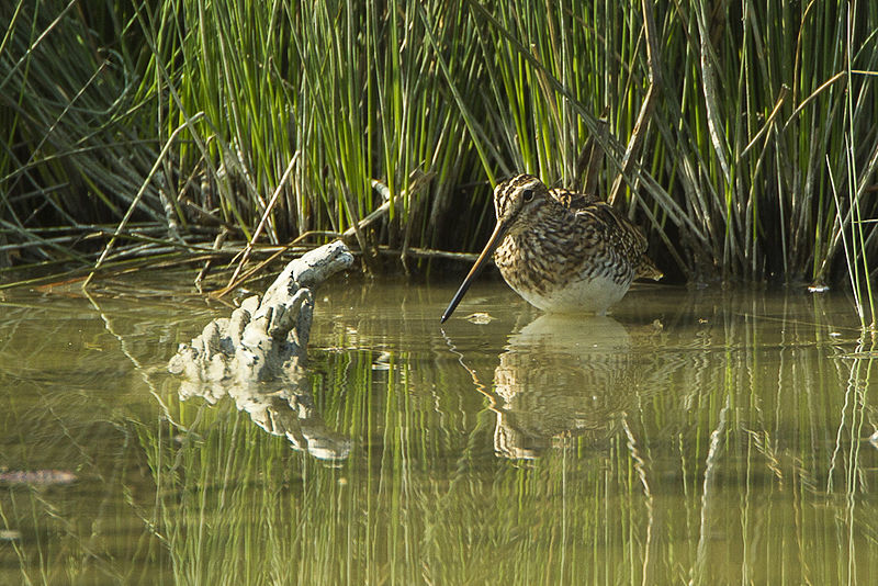 File:Common Snipe - Torrile - Italy S4E4073 (15223527613).jpg